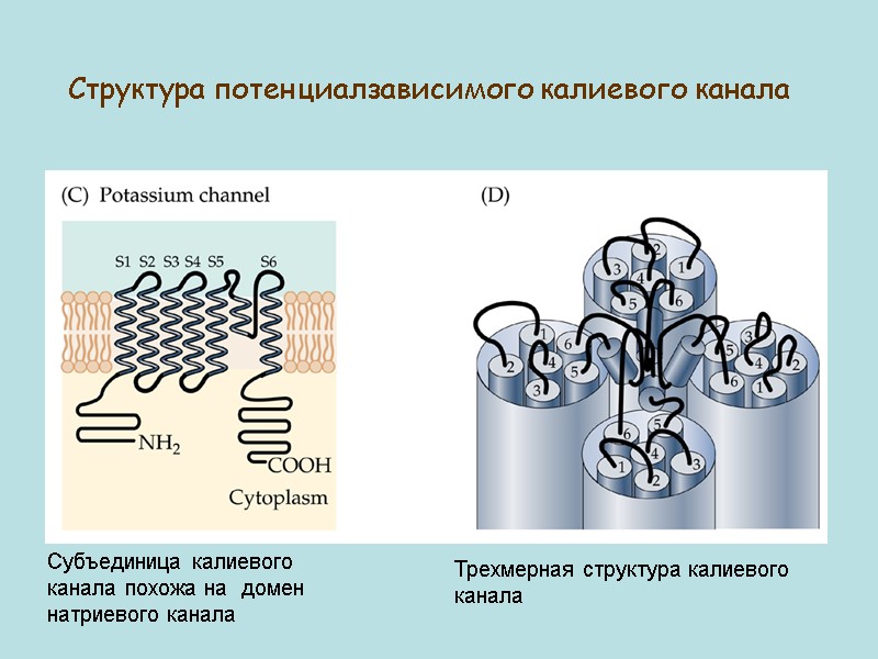 Субъединица калиевого канала похожа на  домен натриевого канала Трехмерная структура калиевого канала Структура